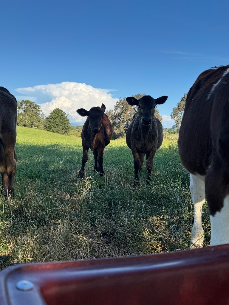 Ag Assist - 9 weaner heifers