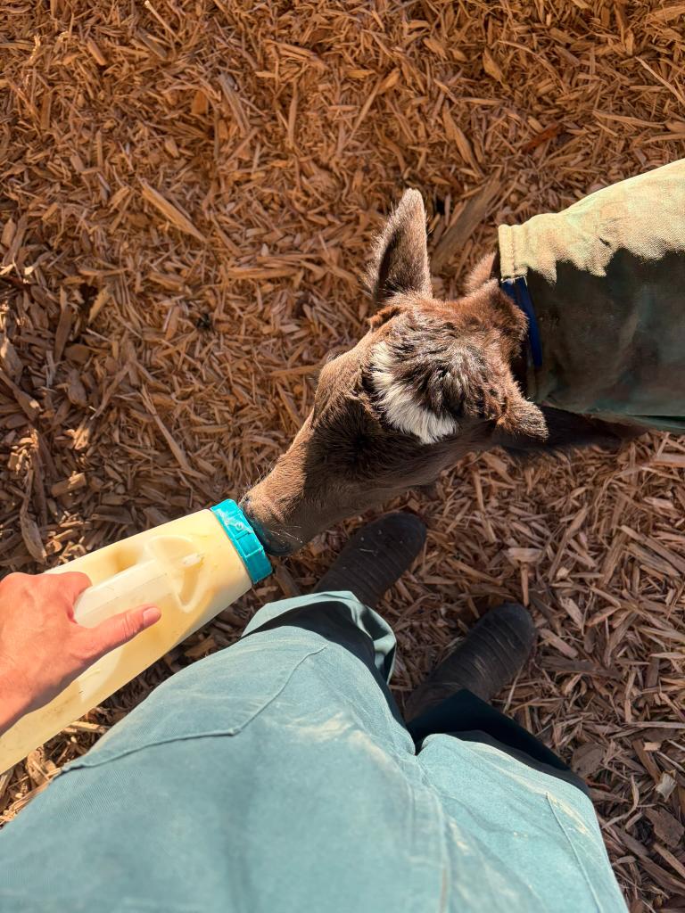 Ag Assist - Experienced Farm Assistant/Herd Manager