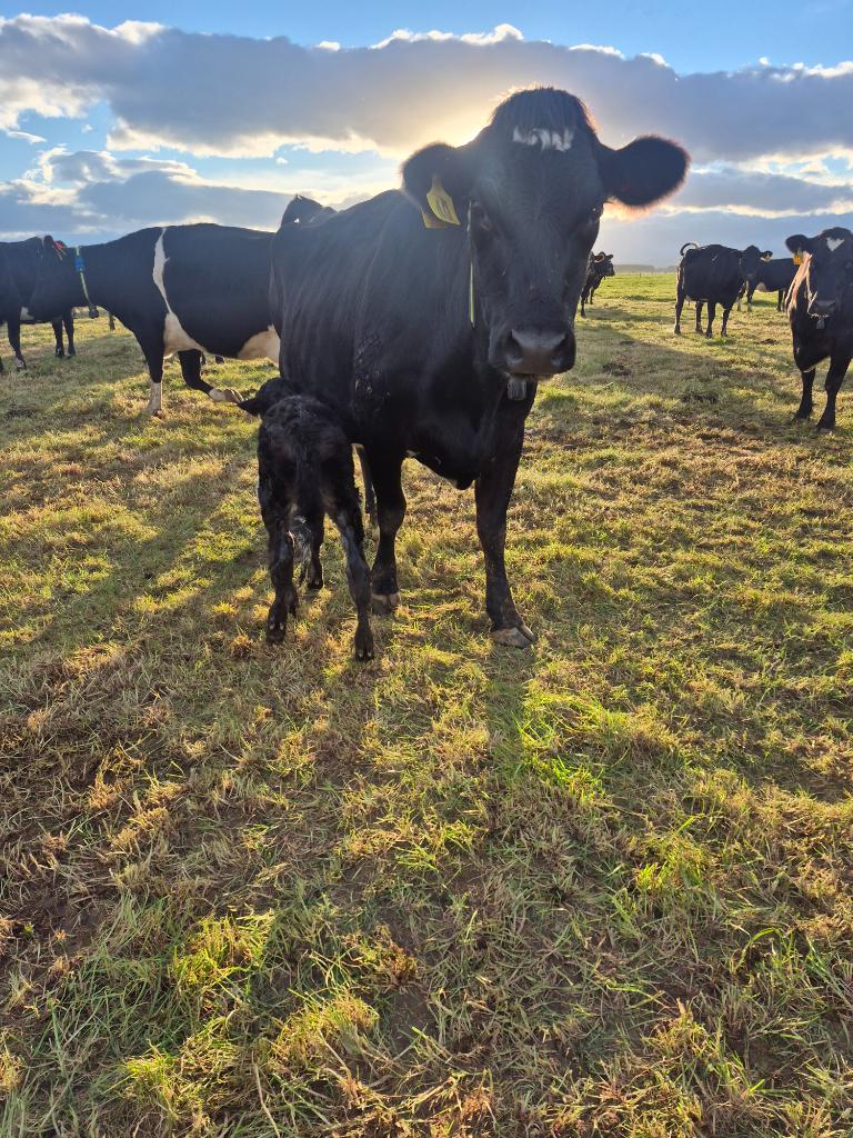 Farm Assistant - Dunsandel Area