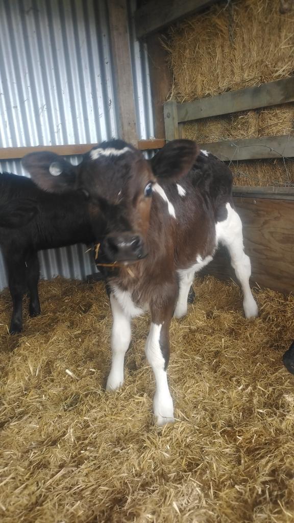6x Friesian bull calves