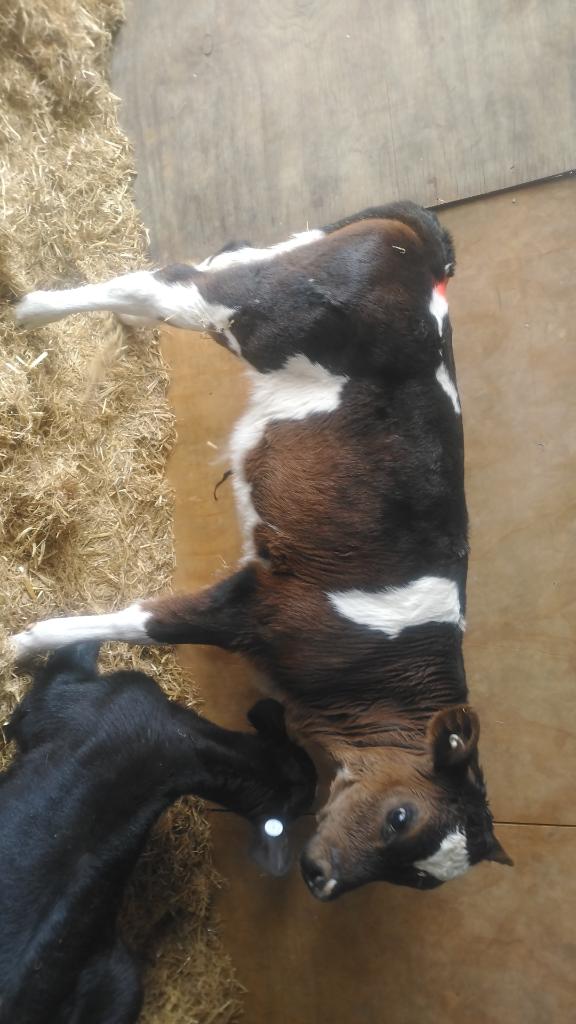 Ag Assist - 6x Friesian bull calves