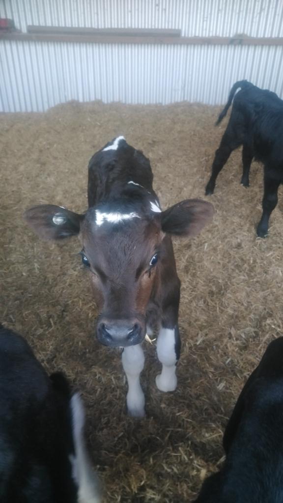 Ag Assist - 6x Friesian bull calves