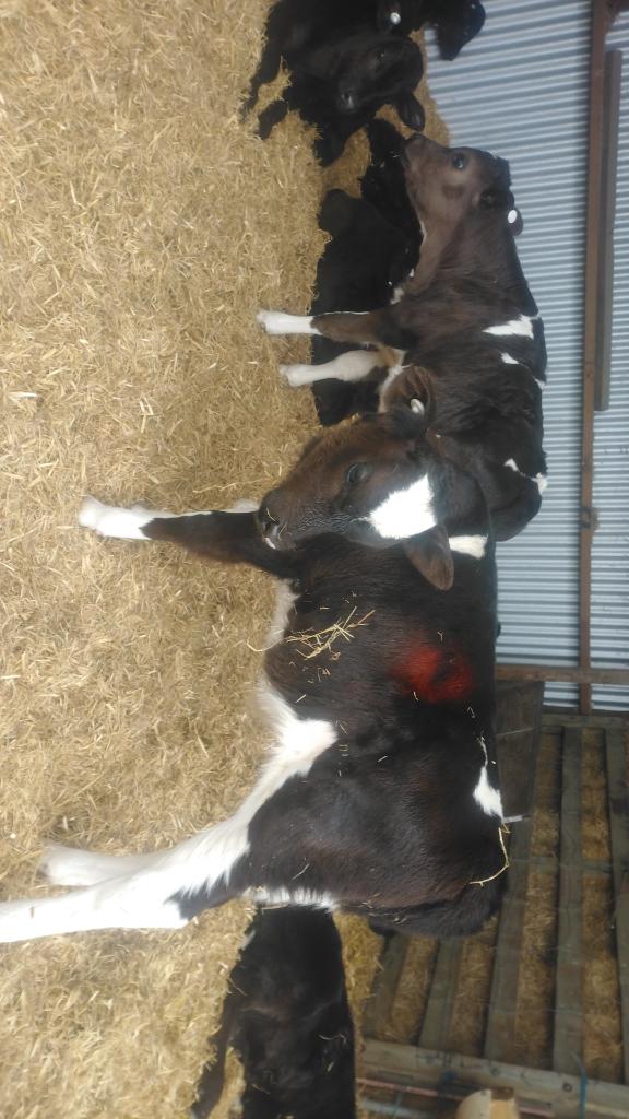 Ag Assist - 6x Friesian bull calves