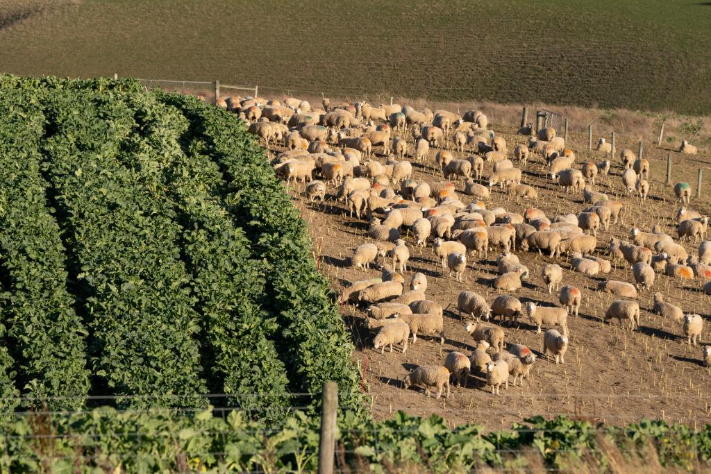 Ag Assist - Stock Manager Position