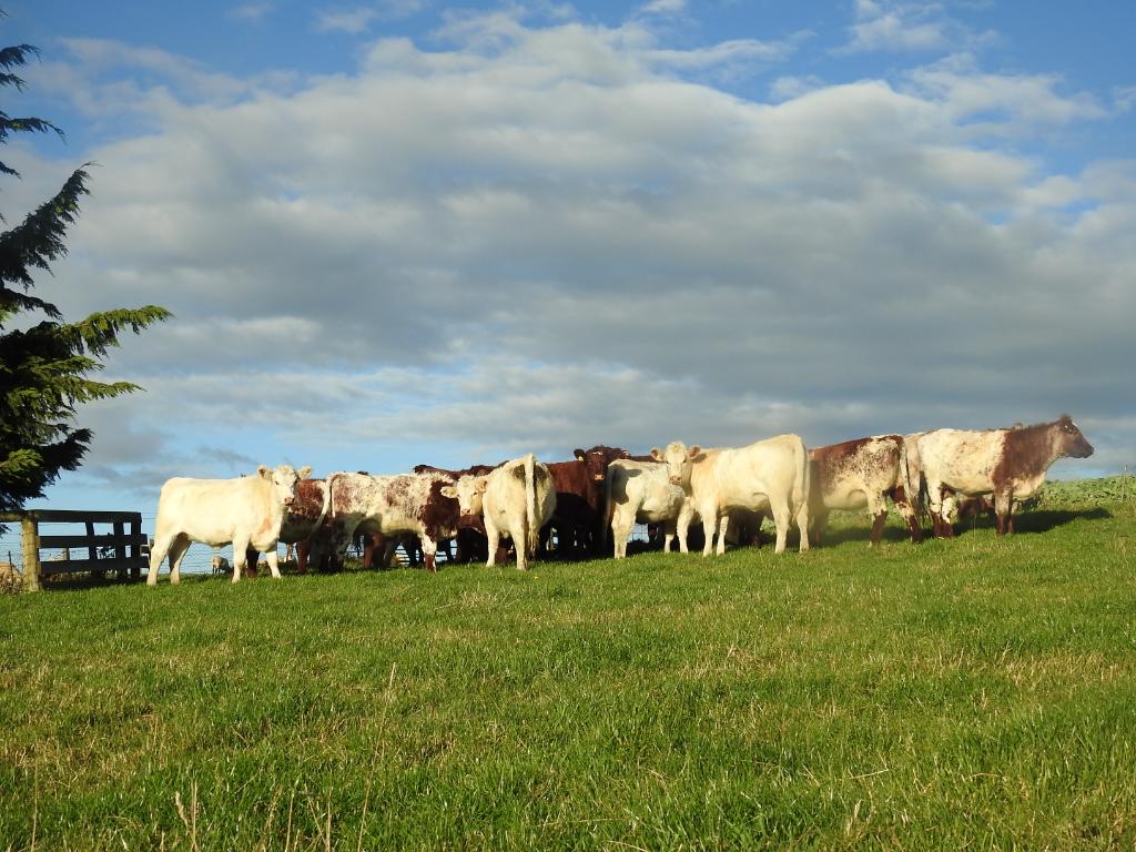 Ag Assist - Stock Manager Position