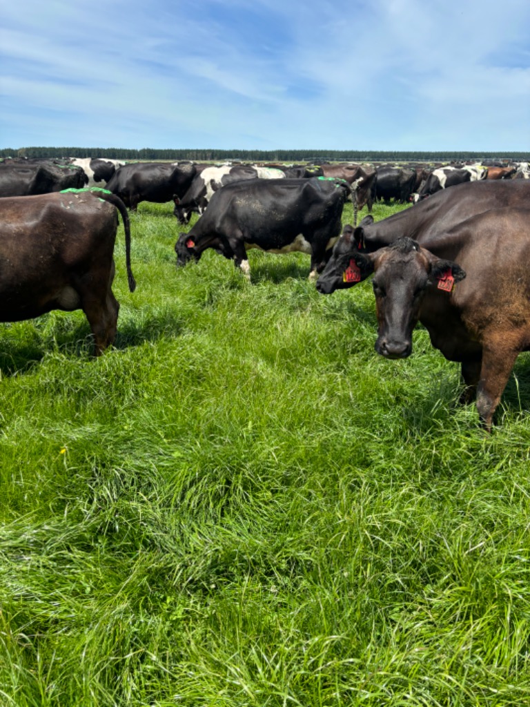 Ag Assist - Fixed Term Farmhand