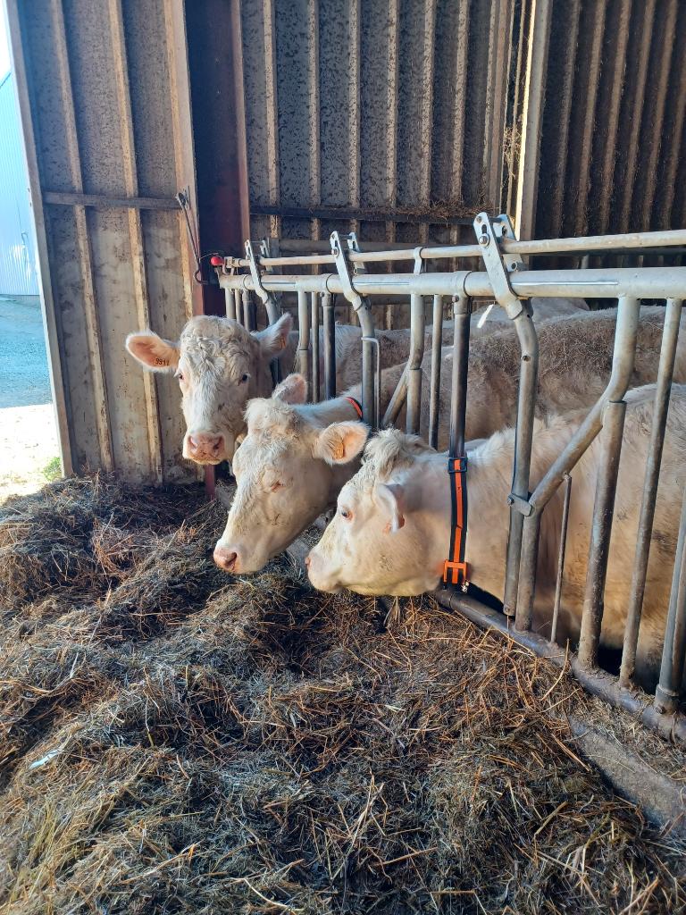 Ag Assist - Louis  Suc