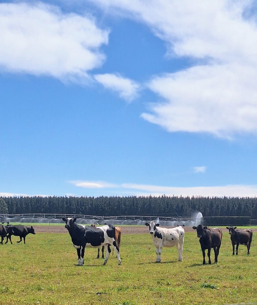 Ag Assist - Dry stock farm worker every second weekend with flexible hours
