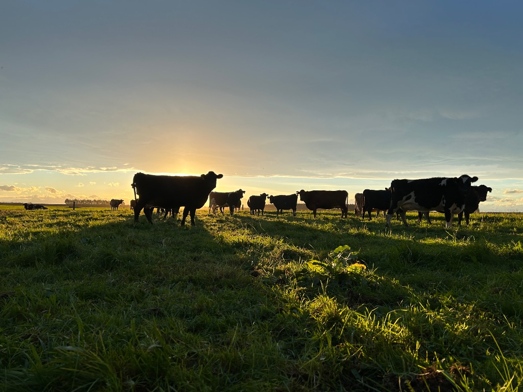 Ag Assist - Dry stock farm worker every second weekend with flexible hours