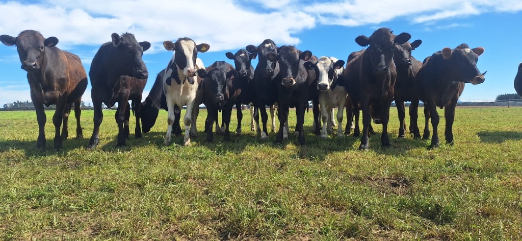 Dry stock farm worker every second weekend with flexible hours