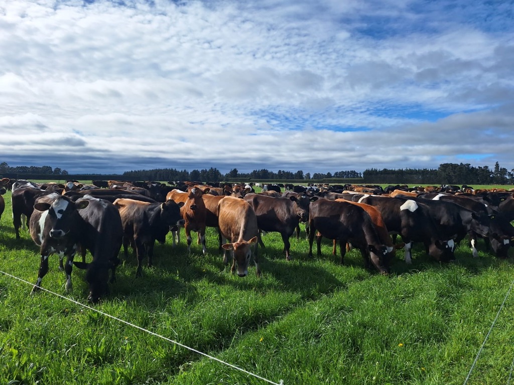 Ag Assist - Dry stock farm worker every second weekend with flexible hours