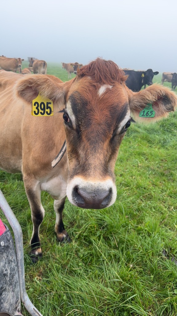 Ag Assist - Soph Jarvis