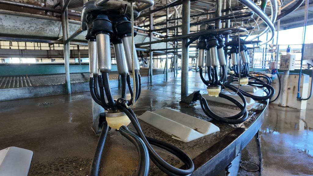 Relief Milk Harvesters