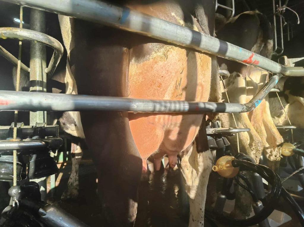 Ag Assist - Relief Milk Harvesters