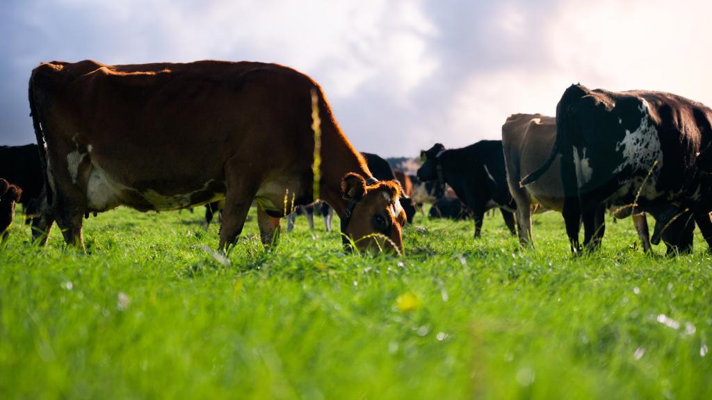 Patiki Dairies - 2IC