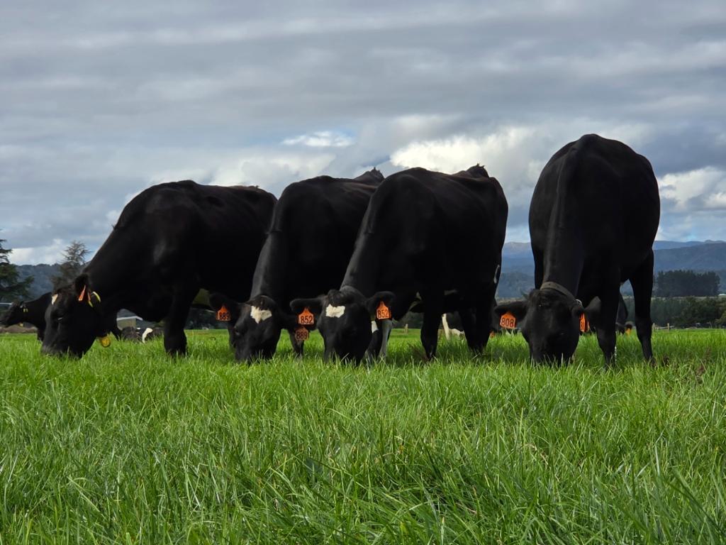 Assistant Herd Manager