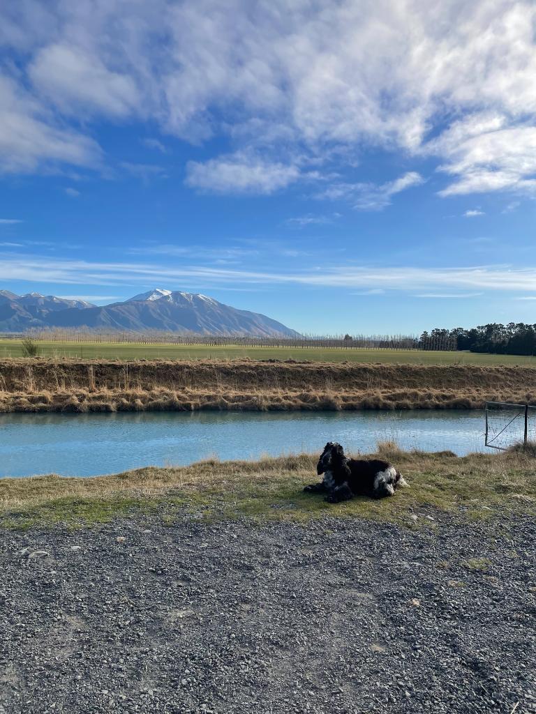 Diary Farm Assistant