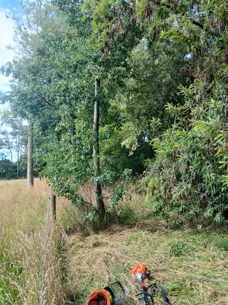 Ag Assist - Brush cutting service