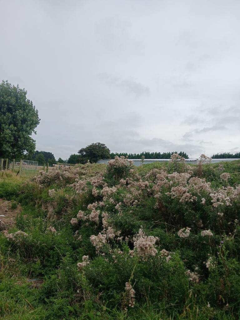 Ag Assist - Brush cutting service