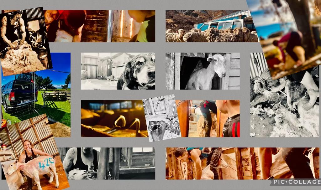 Lifestyle Shearing Mid Canterbury