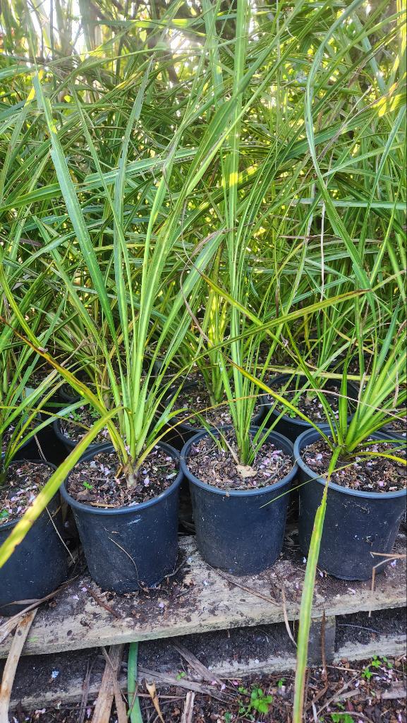 Mature Cabbage trees in 2L pots