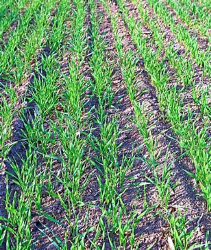 Ag Assist - Arable Farm Manager for Seed Production in Tarras, Central Otago