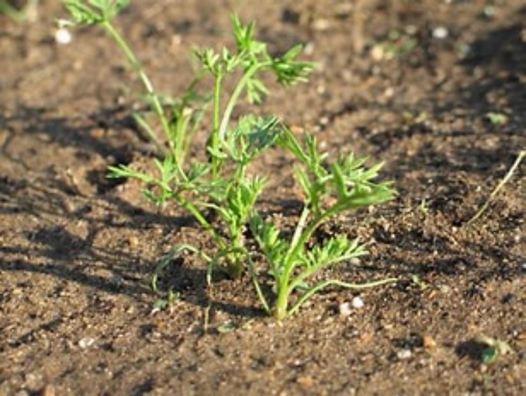 Arable Farm Manager for Seed Production in Tarras, Central Otago