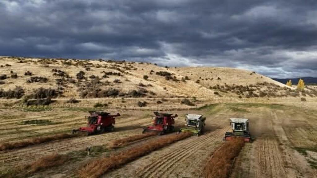 Ag Assist - Arable Farm Manager for Seed Production in Tarras, Central Otago