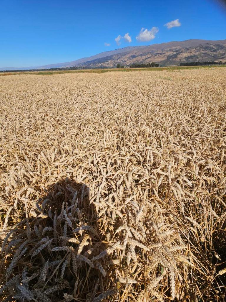 Ag Assist - Arable Farm Manager for Seed Production in Tarras, Central Otago