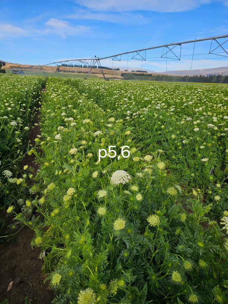 Arable Farm Manager for Seed Production in Tarras, Central Otago