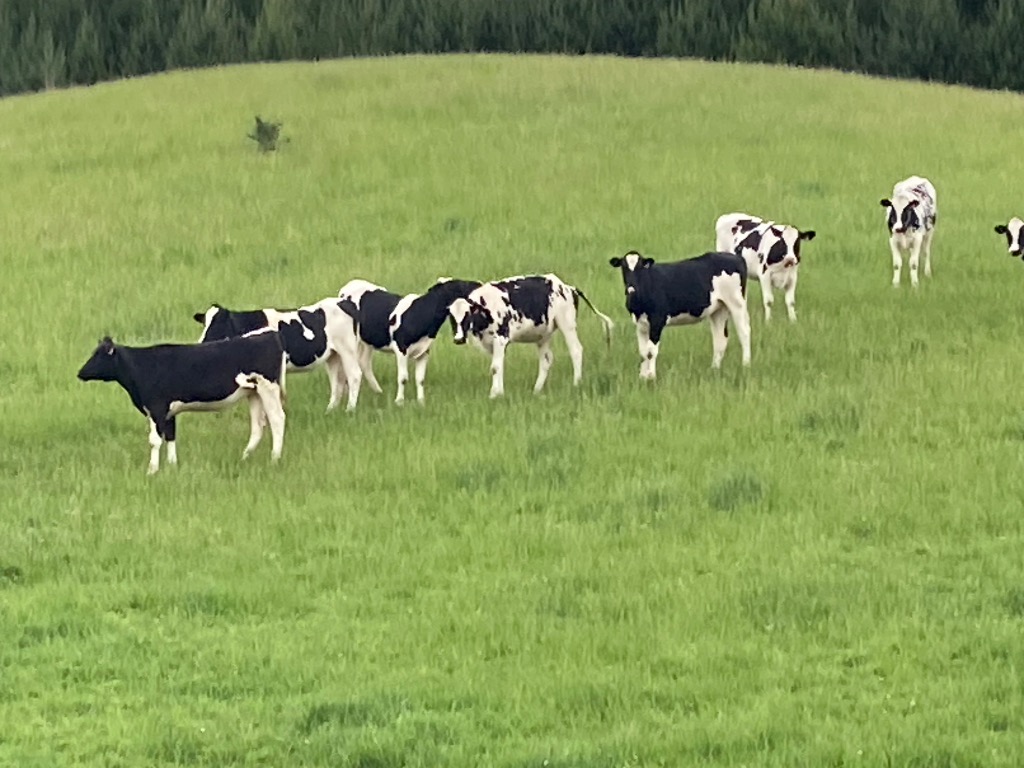 Ag Assist - 77 semex bred ICH