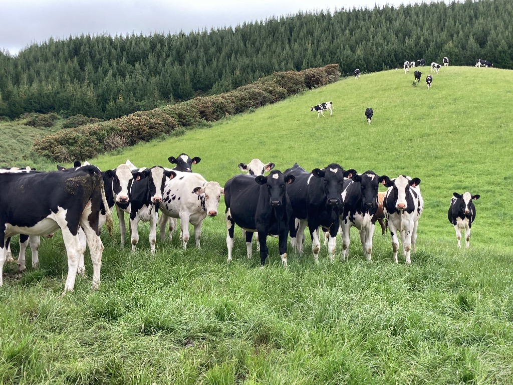 Ag Assist - 77 semex bred ICH