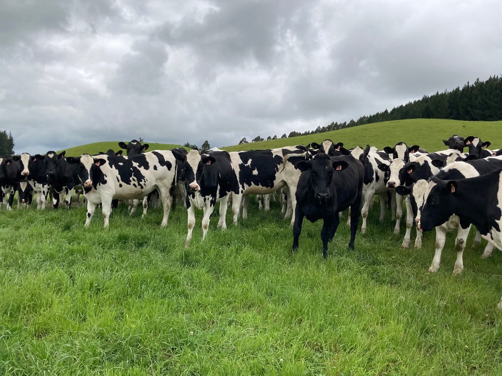 Ag Assist - 77 semex bred ICH