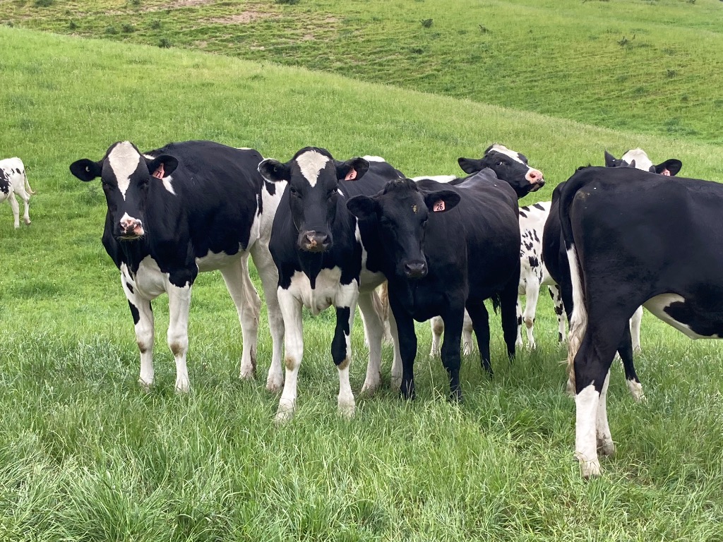 Ag Assist - 77 semex bred ICH