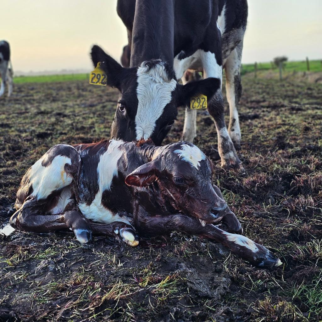 Ag Assist - Shauna Mcsweeney