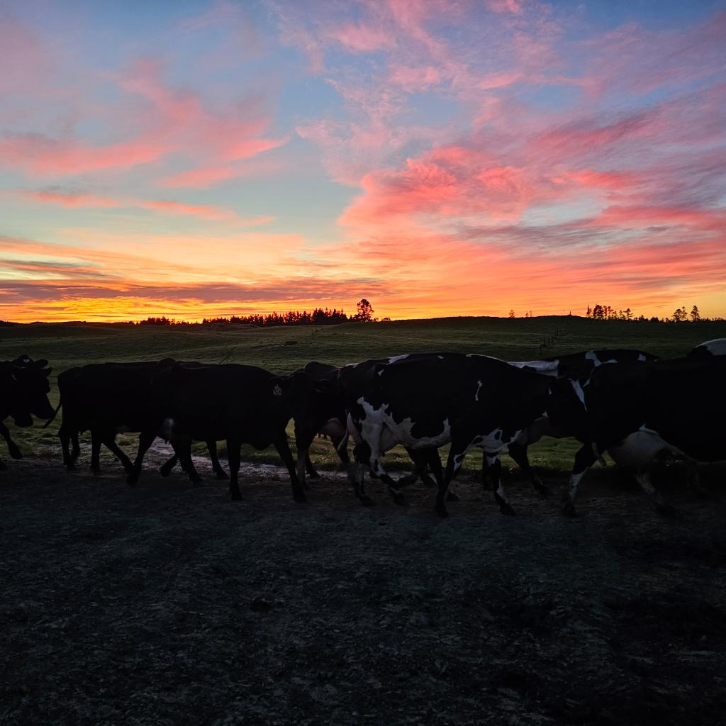 Ag Assist - Shauna Mcsweeney