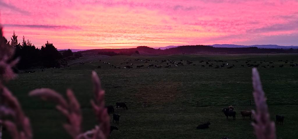 Ag Assist - Shauna Mcsweeney