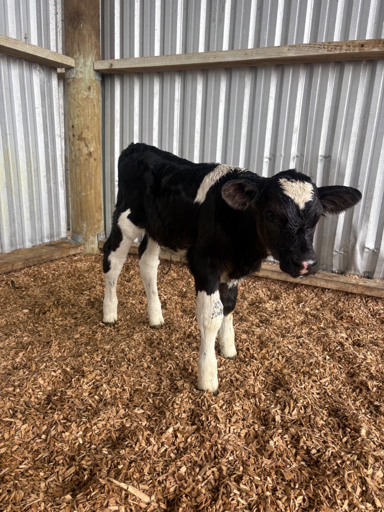 Ag Assist - 4- day old Friesian Bull calves & Xbred bulls
