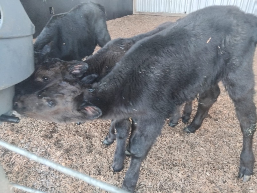 Ag Assist - 4- day old Friesian Bull calves & Xbred bulls