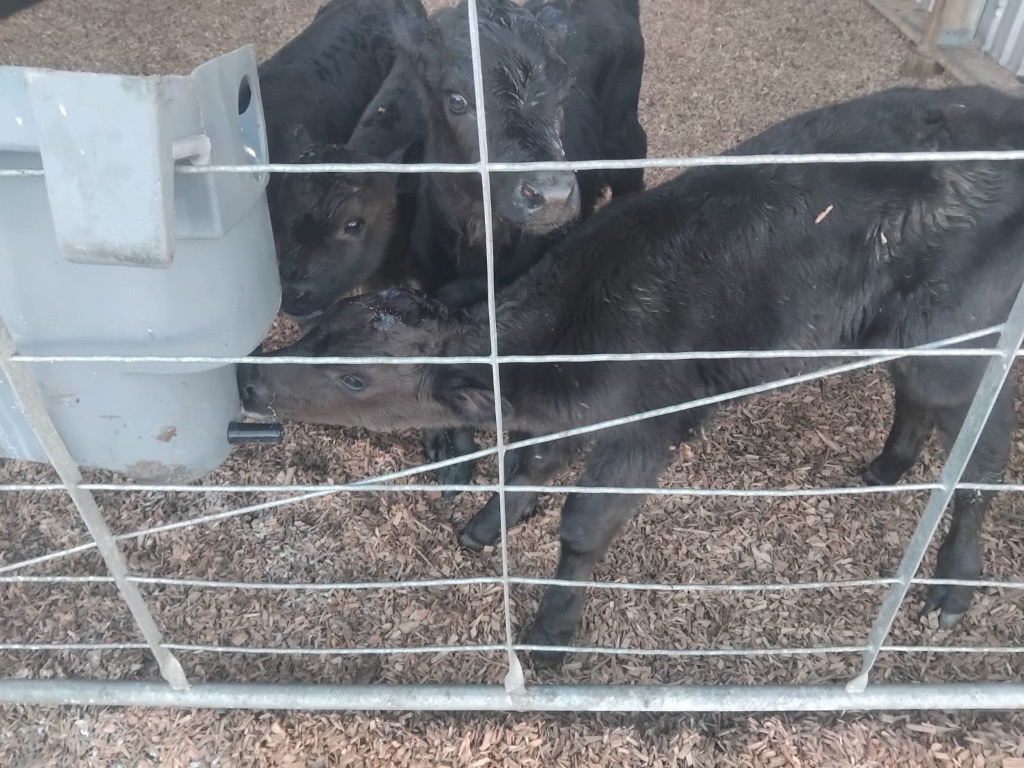 Ag Assist - 4- day old Friesian Bull calves & Xbred bulls