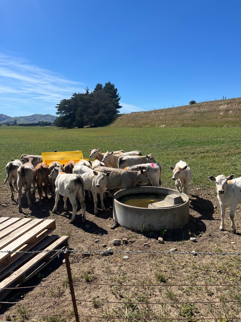 Calf Rearer
