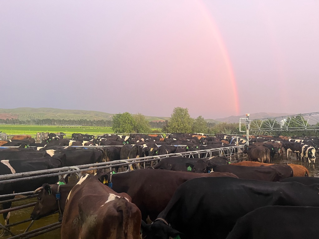 Ag Assist - Calf Rearer