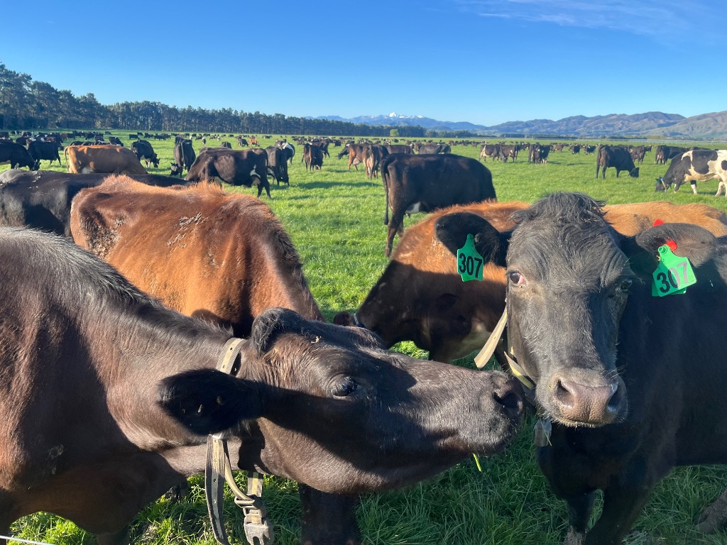 Ag Assist - Calf Rearer