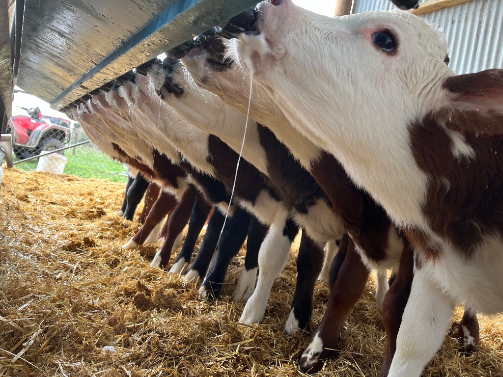 Ag Assist - Calf Rearer