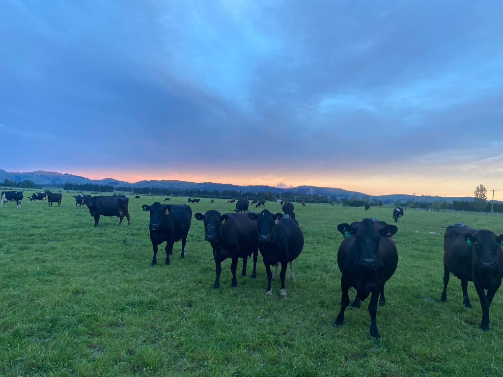 Ag Assist - Calf Rearer