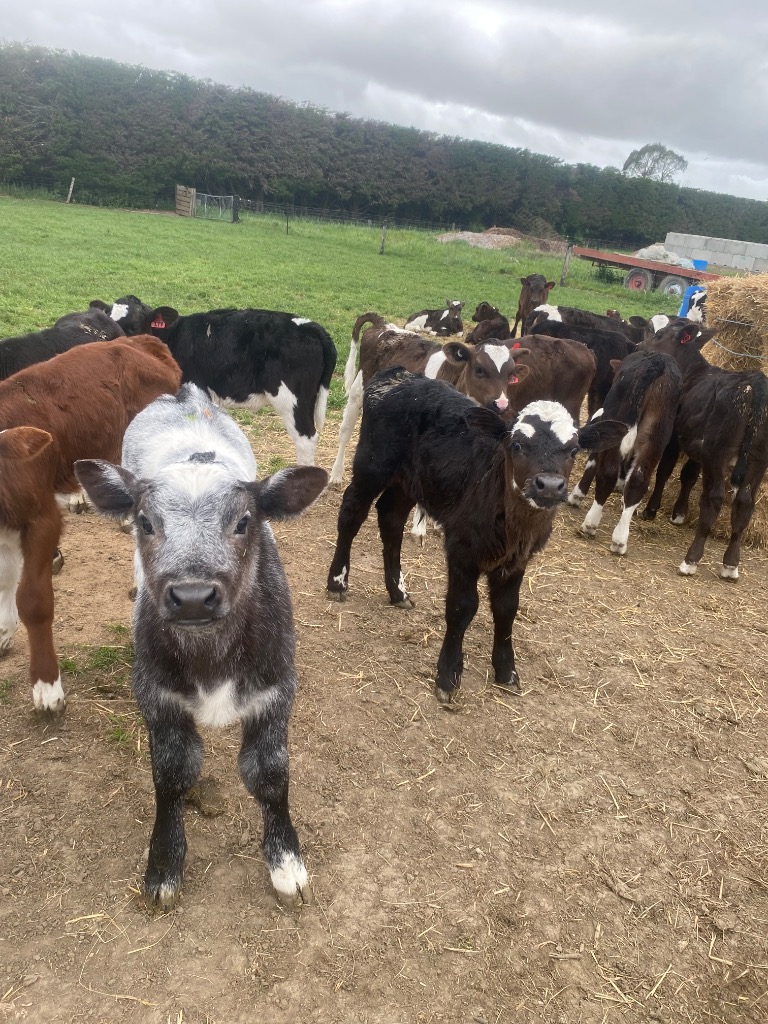 Ag Assist - Calf Rearer