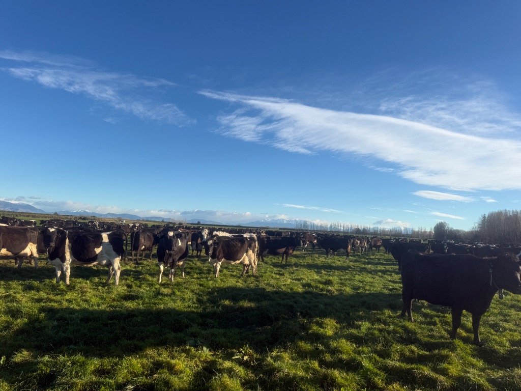 Dairy Farm Relief Cover