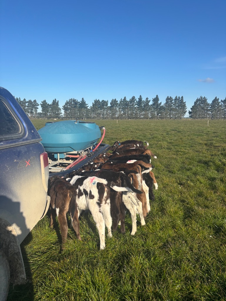 Dairy Farm Assistant