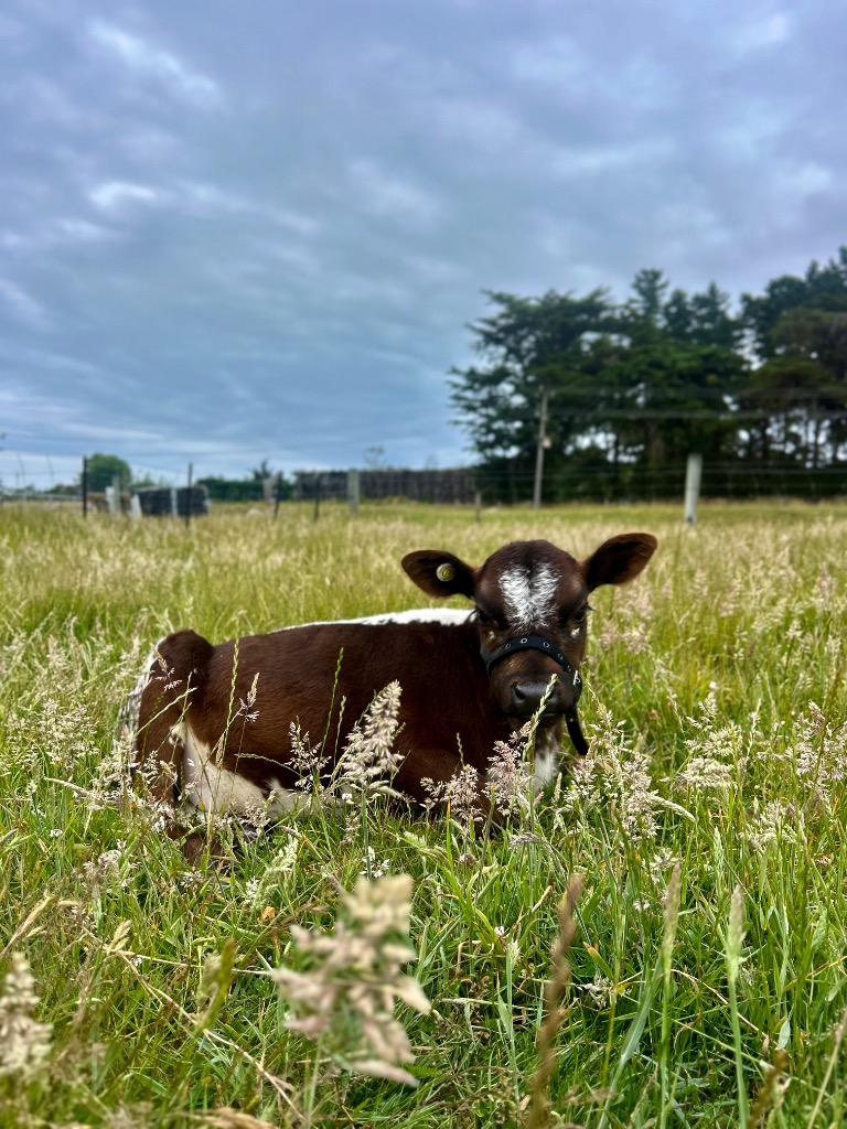 Ag Assist - Melody Harrison