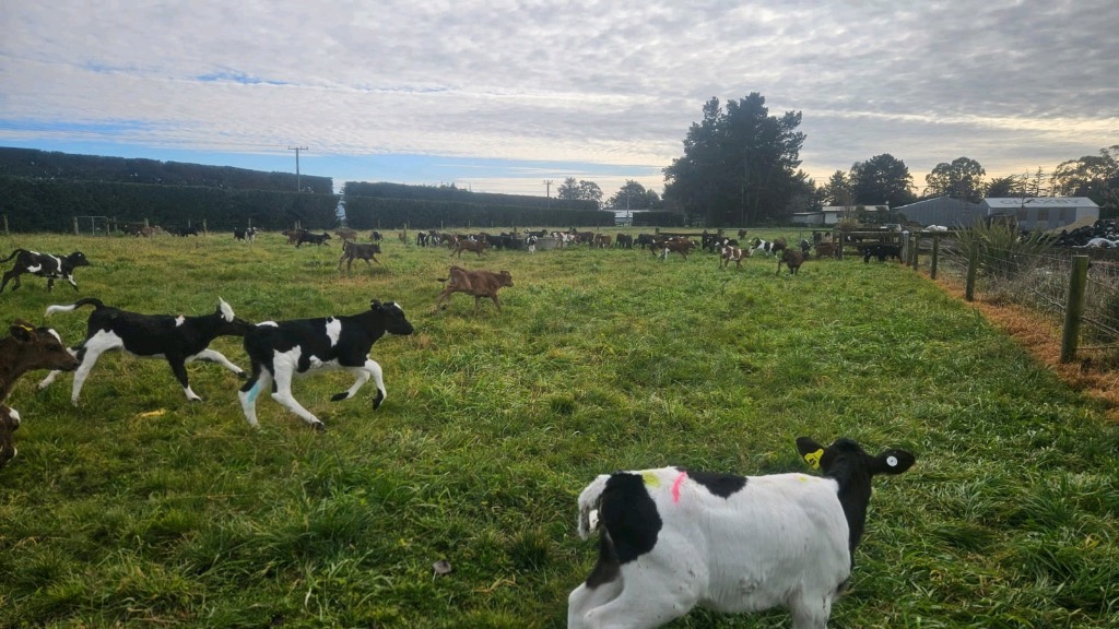 DRIVE IN CALF REARER — EXPERIENCED & RELIABLE